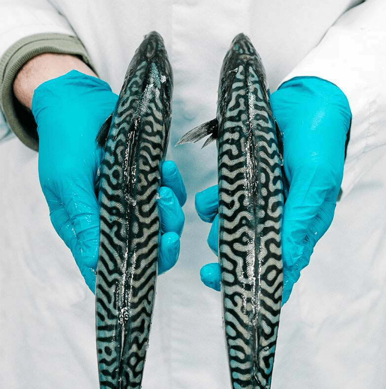 Fillets of Mackerel in Olive Oil